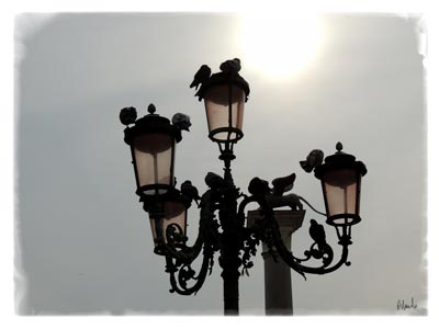 In Piazza, leoni, lampioni e piccioni