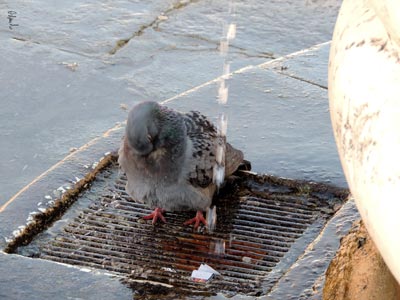 Burano: Il piccione si lava