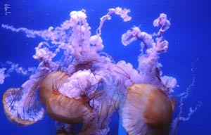Museo oceanografico: meduse