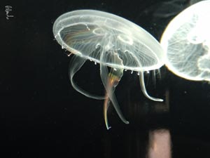 Museo oceanografico: meduse