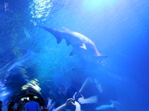 Museo oceanografico: lo squalo e ilbambino