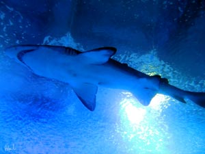 Museo oceanografico: lo squalo
