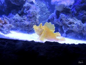 Museo oceanografico: pesce giallo brutto