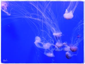 Museo oceanografico: altre meduse